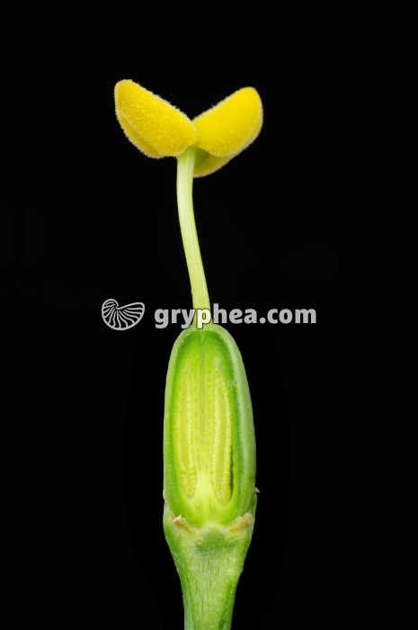 Lisianthus (Eustoma grandiflorum) - Pistil en CL - gryphea.org